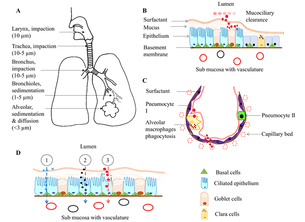 Pulmonary Nano-Drug Delivery Systems for Lung Cancer: Current Knowledge and  Prospects